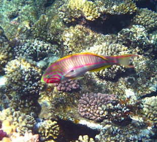 Wunderschöne Farbenvielfalt