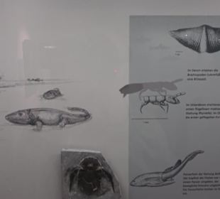 Naturkundemuseum