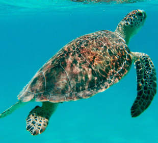 Schildkröte am Innenriff