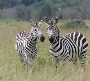 Burchell´s Zebras