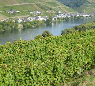 Wandern Enkirch/Mosel