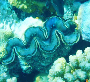 Schnorcheln Makadi Bay