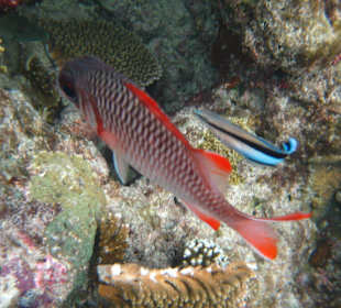 Soldatenfisch mit Putzer
