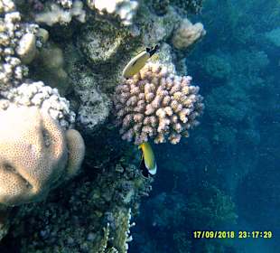 Schnorcheln Marsa Alam