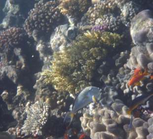 Schöne Unterwasserwelt am Hausriff