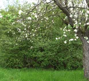 Naturerlebnisweg des NABU-Metzingen