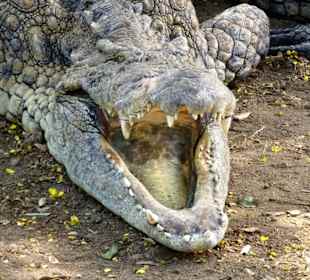 Krokodile im "Croc Parc"