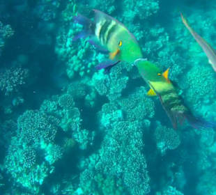 Schnorcheln Marsa Alam