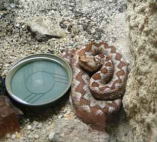 Hornviper