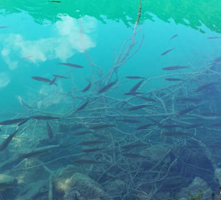 Klare Seen mit wunderschönem Farbenspiel