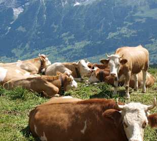 Kühe auf den oberen Almwiesen