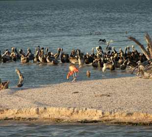 Isla de los Pajaros / Isla Morena