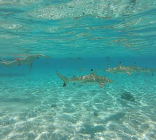 Schnorcheln mit Rochen und Haien