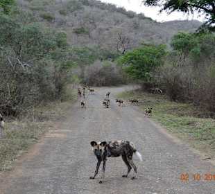 African Wild dogs and puppies on our Durban Safari