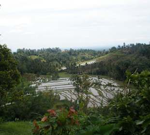 Reisfeld auf Bali