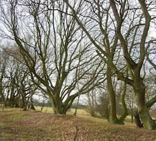 Naturschutzgebiet Boberger Niederung