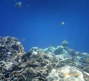 Riff von direkt am Hotelstrand