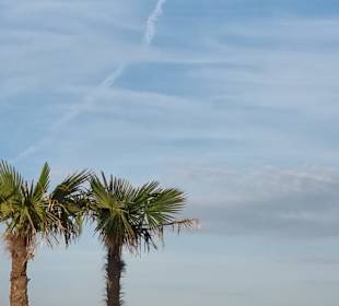 Die Palmen am Strand