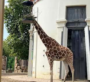 Giraffe