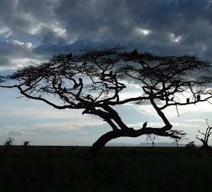 Нгоронгоро