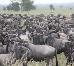 Unweit vom Hotel die Herden der Gnuwanderung