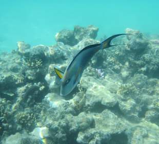 Hausriff Arabia Azur Resort