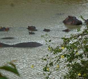 Flußpferde
