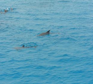 Delfintour mit Mohamed