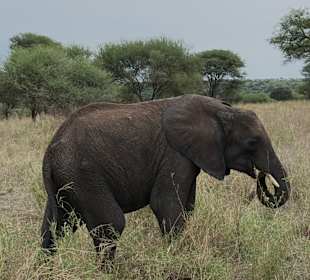 Tarangire Nationalpark 