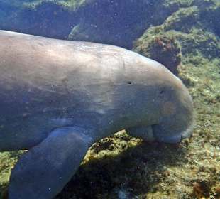 Dugong Hausriff 