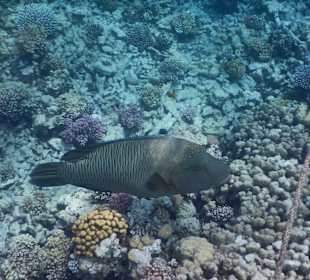 Napoleonfisch - Natur pur direkt am Steg