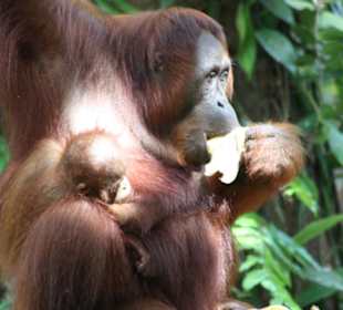 Orang Utan Mama mit Baby