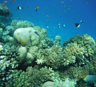 Am Hausriff für Schnorchler super geeignet