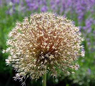 Blumenpracht im Tierpark Herberstein