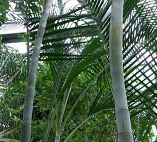 Tropicarium
