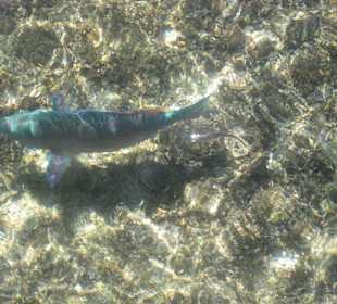 Bunte Unterwasserwelt