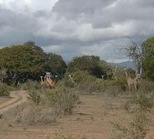 Herdenweise Giraffen!