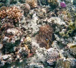 Schöne Unterwasserwelt!