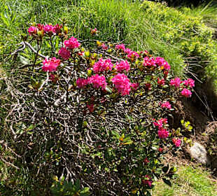 Wandern Turracher Höhe