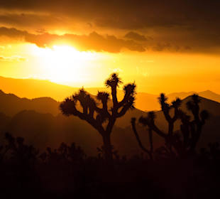 Sonnenuntergang im Joshua Tree Nationalpark