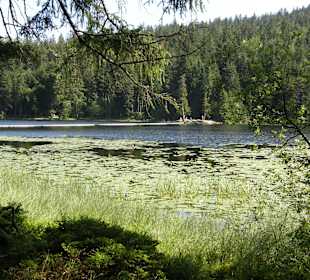 Entspannung am Arbersee