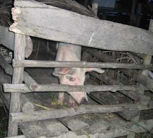 Schwein der Indianer