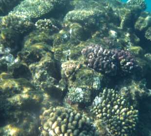 Riff Korallen - Hotel Citadel Azur Resort