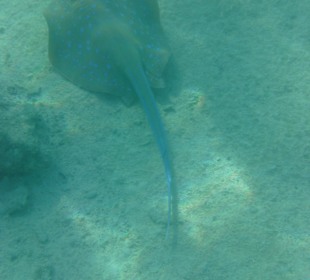 Blaupunktrochen