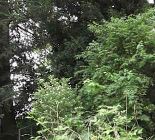 Alter botanischer Garten