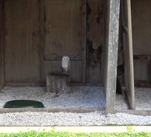 Malta Falconry Centre