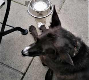 Auch Praga war zufrieden.psst ein bissel Cordonbl