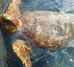 Schildkröten-Aufzuchtstation