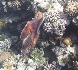 Schnorcheln Makadi Bay