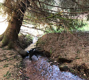 Wandern Dammbach